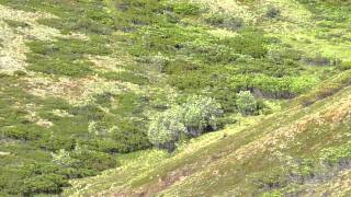 Grizzly amp Moose Battle in Denali National Park Alaska 2011 [upl. by Herv]