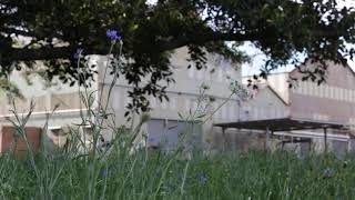 Phytoremediation Meadow [upl. by Pilloff]