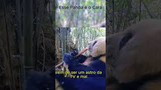 🌟🐼 Você sabia que existe um panda selvagem que virou uma verdadeira CELEBRIDADE China Curiosidades [upl. by Potter]