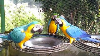 Hilarious Macaw Talking Parrot Singing Dancing and playing Macaw Parrot [upl. by Kcirdahs]