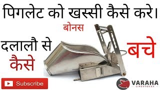 How to start pig farming  सूकर को खस्सी केसे करें  Piglet castration procedure [upl. by Zusman]