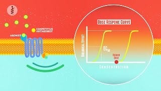 Pharmacology  EP5  Pharmacodynamics Arabic  عربي [upl. by Fugere]