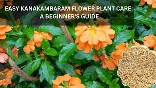 Easy Kanakambaram Flower Plant Care A Beginners Guide [upl. by Thorman]