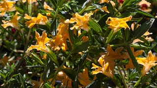 Successful Tips on Growing Native Monkeyflower [upl. by Hassett922]