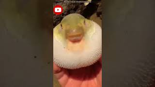 Pappel 🐠🐟🐡🐟🐡 viral video 📸📸 viral short🐟🐠🐠🐠🐠🎣🎣🎣🎣🎣🐟 [upl. by Youngran381]