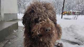 The life of a Lagotto Romagnolo in the village  The sweetest moments ❤️ lagottoromagnolo [upl. by Yntrok456]