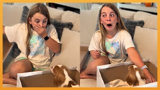 NEW PUPPY SURPRISE COMPILATION 2024  WHOLESOME SURPRISE MOMENTS [upl. by Anhavas]