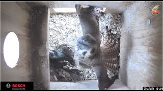 American Kestrel Fights an Invasive European Starling for Nestbox [upl. by Arahc862]