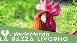 La Razza Livorno  Caratteristiche di questa razza avicola  Puntata 2 [upl. by Ingelbert]