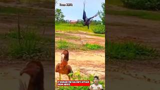 Con gà đã né được sự truy sát của con chim ưng một cách rất dễ dàng  Eagle hunting falcon animals [upl. by Silrac202]