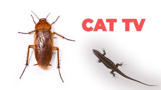 CAT GAMES  Cockroach and Lizard for Cats to Watch [upl. by Atsillac]