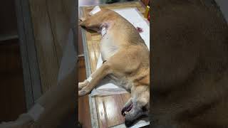 Gentamicin injections after dog surgery shortvideo spayandneuter [upl. by Veradis]