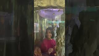 Marine World Public Aquarium 4KChavakkad Aquarium Indias biggest aquarium  Aquarium Shorts in 4K [upl. by Barra]