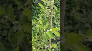 flowering time new video ytshorts flowring timehappiness [upl. by Lilly]