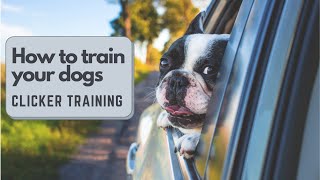 How to train your dog Clicker training clicker dogtraining SHORT dog [upl. by Materse]