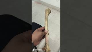 humerus medicalcollegelife neet mbbs mbbsdairies doctor mbbslove medicalstudent [upl. by Lledyr105]