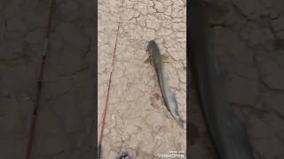 Big Wallago Attu Fishing  Mangla Dam Mirpur  wallagofish malifish shorts ytshorts fishing [upl. by Greene]