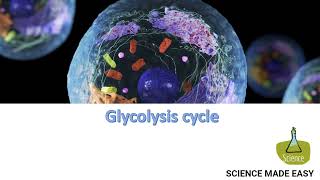 Glycolysis Cycle [upl. by Nellaf]