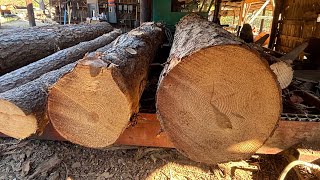 Cutting two more big pine logs 98 [upl. by Fisoi309]