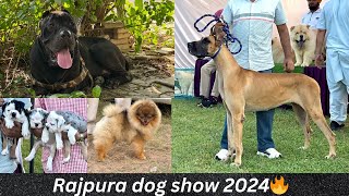 Rajpura Dog Show 2024 🐕🔥 Cheapest Dog Market ‼️  First Dog Show In Punjab This Season 2024 [upl. by Westbrook]