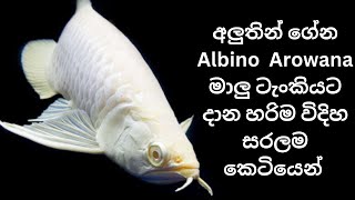 How to add Arowana fish to tank correctly sinhala  ඇරවානාව ටැංකියට දාන හරිම විදිහ  Arowana fish [upl. by Hannis]