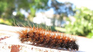 Rhodogastria amasis tricoloured tiger mothlarva on thumbnailThe larvae feed on AcaciaCalodendrum [upl. by Elenahc]