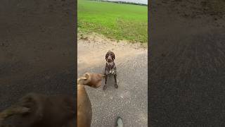 hundetraining training jagd hundeliebe vgp suchen arbeit revier hege wild dranbleiben [upl. by Barabbas]