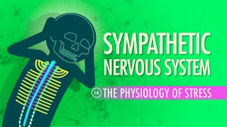 Sympathetic Nervous System Crash Course Anatomy amp Physiology 14 [upl. by Irreg]