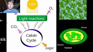 Photosynthesis and Respiration [upl. by Akimet]