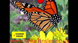 Mike Tinsley Butterfly [upl. by Aihseken]