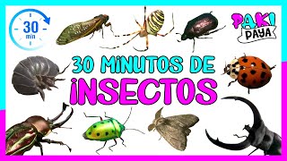 ¡LOS INSECTOS Y BICHOS 🐛 INSECTS 🐝 30 MINUTOS [upl. by Profant]