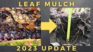 Leaf Mulch 2023 Update [upl. by Japeth263]