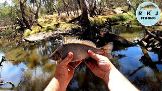 I found some bigger Silver Perch [upl. by Yssenhguahs]