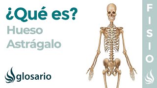 Hueso ASTRÁGALO│Qué es significado dónde está función y lesiones [upl. by Hathaway]