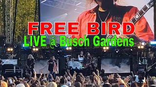 Lynyrd Skynyrd FREE BIRD LIve at Busch Gardens Florida [upl. by Assirroc]