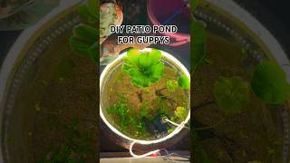 DIY Mini Balcony Pond  How to Build a Guppy Patio Pond [upl. by Jessalin]