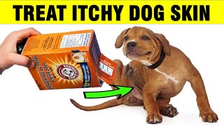 How To Treat Itchy Dog Skin at Home Naturally [upl. by Hubey]