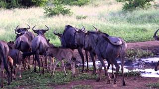 TROUPEAU DE GNOUS ZULU NYALA [upl. by Varrian843]