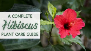 Complete Tropical Hibiscus Plant Care Guide  Hibiscus Houseplant Care and Propagation [upl. by Annawad325]