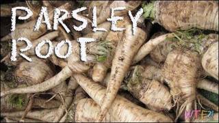 What is Parsley Root  How to Make Parsley Root Chips Recipe [upl. by Vogel223]