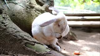 Fluffy Bunny Video bunny animals [upl. by Haiasi]