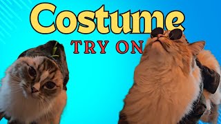 Cat in Cute Costume – Super Cute and Irresistible [upl. by Nirej]