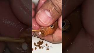 Cichlid fish birth 243 babies shortsfeed shortsviral viralvideo [upl. by Ennasirk]