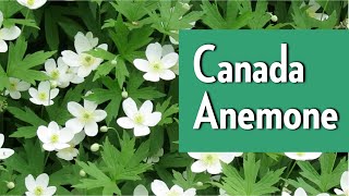 Canada anemone  Native Plants of Ontario with the Humber Arboretum [upl. by Llehsor341]