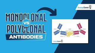 Polyclonal Antibodies  Polyclonal Vs Monoclonal Antibodies  Production Of Polyclonal Antibodies [upl. by Ellezig313]