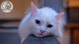 Lazy Afternoons in the Kitchen  18 months old Fluffy amp Cute Norwegian Forest Cat [upl. by Rieger]