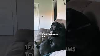 Dog Throws Tantrum to Get Owners Attention 🤣 💕 [upl. by Sirahs]