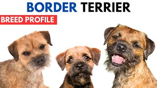 Border Terrier Breed Profile History  Price  Traits  Border Terrier Grooming Needs  Lifespan [upl. by Isabel952]