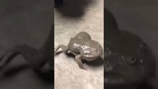 screaming budgets frogs🤣😝youtubeshorts [upl. by Gwenore]