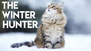 Siberian Cat 101  Learn ALL About Them [upl. by Aenahs]